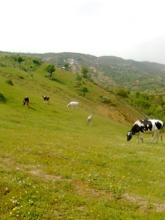 Turgay Asmalıkaya 27 Temmuz 2007 5